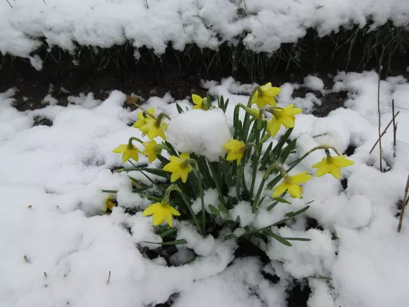Spring snow